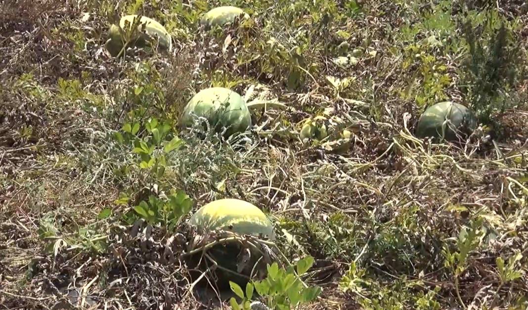 Karpuzda büyük kriz kapıda 1